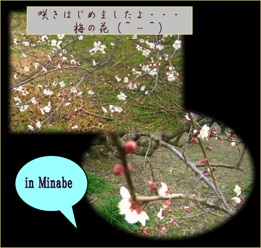 Ume_2